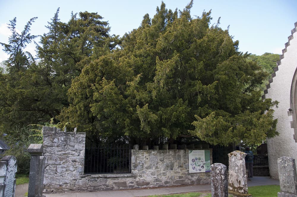 Fortingall Yew - image courtesy of Wikipedia Commons