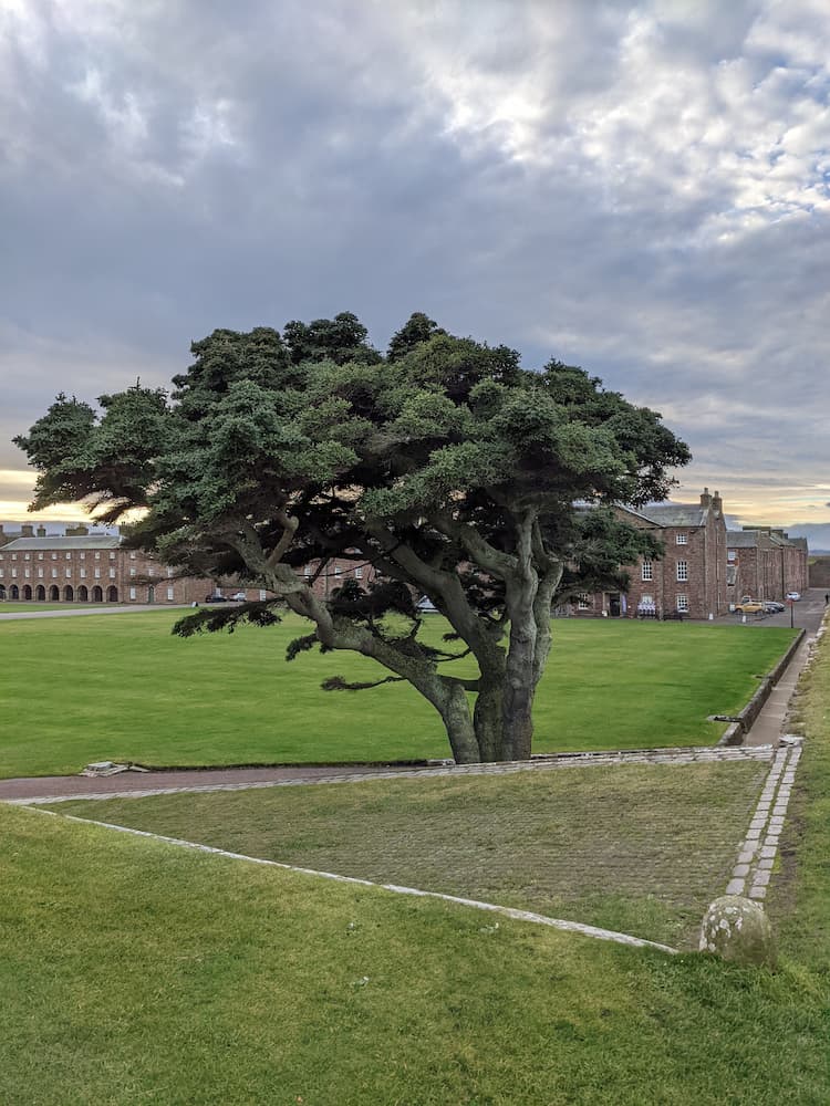Spanish Fir Tree at Fort George overlooking The Highlanders' Museum